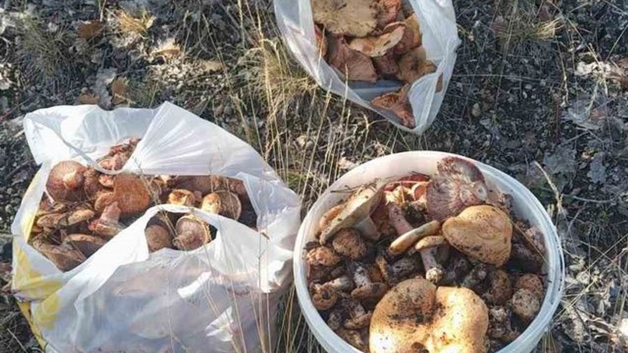 Beypazarı yükseklerinde sonbahar mantarı bereketi