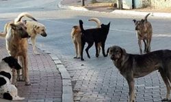 Altındağ'da Başıboş Sokak Köpekleri Küçük Çocuğa Saldırdı