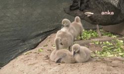 Ankara Kuğulu Park'ta Yavru Kuğulara Yoğun İlgi