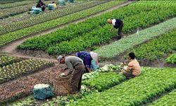 Cumhurbaşkanlığı'ndan Mevsimlik Tarım İşçileri İle İlgili Genelge