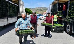 Ankara Büyükşehir Belediyesi'nin Sebze Fidesi Dağıtımı Tekrar Başladı