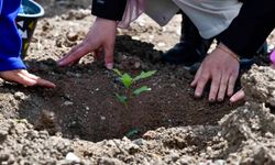 Başkent'te Meşe Fideleri Toprakla Buluştu