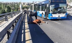 Ankara'da Otomobil Başıboş Ata Çarptı