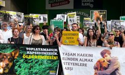 Ankara'da Sokak Hayvanları İçin Nöbet