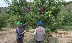 Çubuk'ta Kış Armutu Hasadı Başladı