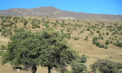 Yeşilözlü Çiftçiler Menengiç Ağaçlarının Aşılanması İçin Devlet Desteği Bekliyor