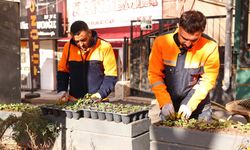 Çankaya’da Kışlık Çiçek Üretimi Başladı