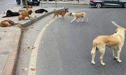 Sahipsiz Köpekler Çankaya'da Can Güvenliğini Tehdit Ediyor