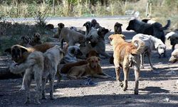 AKP’li Belediyeden Köpek Toplama İhalesi!