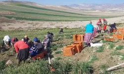 Beypazarı'nda Yeşil Soğan Hasadı Sürüyor