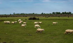 Mera Alanlarının Tahsis Amacının Değiştirilmesi Hakkında Karar
