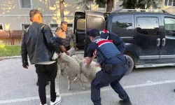 Polatlı'da Koyun Hırsızlığına Operasyon