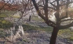 Zirai Don Destek Ödemelerinde Detaylar Netleşti!