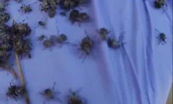 Etimesgut Belediyesi'nden 'Kene' Açıklaması