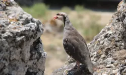 Beypazarı'nda 250 Keklik Doğaya Salındı