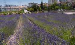 Ankara Büyükşehir Belediyesi’nin Lavanta Bahçelerine Yoğun İlgi
