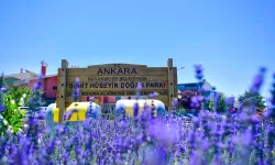 Başkent Ankara Lavanta Kokuyor