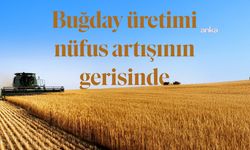 Buğday Ekilen Tarım Arazileri 1 milyon Hektar azaldı