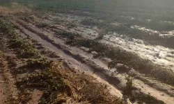 Beypazarı'nda Sel, Ekili Arazileri Vurdu