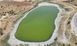 Çubuk'taki Kızılca Göleti'nde Balık Ölümleri