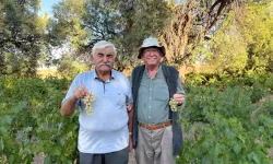 Evren'de Ata Tohumuyla Üzüm Hasadı Başladı