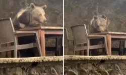 Ayı Lokantada Servis Bekledi