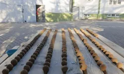 Beypazarı'nda 20 Bin Tohum Topu Üretildi