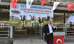 Nallıhan Belediyesi'nden Çiftçilere Gebe Düve Desteği