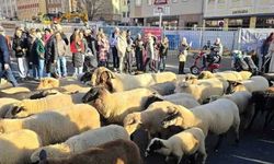 Almanya Nürnberg Şehir Merkezinden Koyunlar Geçti