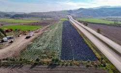 Beypazarı'nda Mor Lahana Hasadı Sona Yaklaştı