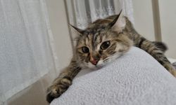 THY Uçağında Kaybolan Kediden 75 Gündür Haber Yok