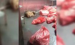 ABB'ye Ait Barınakta Köpek Katliamı İddiasına Açıklama