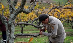 ABB'den Meyve Yetiştiricilerine Ücretsiz Budama ve Terbiye Kursu