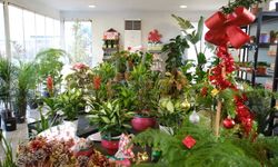 Ankara Büyükşehir Belediyesi Bitki Evlerinde Yeni Yılın Renkleri Vatandaşlarla Buluşuyor