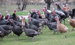 Yılbaşı Hindisi 1000 TL'ye Kadar Yükseldi