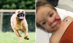 İki Küçük Çocuğa Dehşeti Yaşatan Pitbull Cinsi Köpeğin Sahibi Tutuklandı