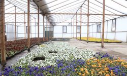 Çankaya Belediyesi'nden Su Kaynaklarına Duyarlı Çiçek Üretimi