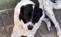 Ankara’da Matmazel Adlı Köpeği Darbedenlerin İş Akitleri Feshedildi