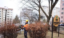 Çankaya’da Budama Çalışmaları Hızlandı