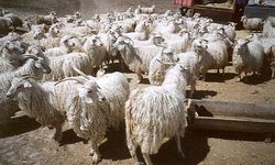 Ankara Keçileri Kış Bakımında