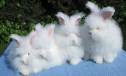 3 Asır Önce Nesli Tükenmişti! Yeniden Anavatanında Yetiştiriliyor