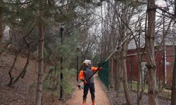 Çankaya’da Budama Çalışmaları, Bahar Ayları Öncesi Hız Kazandı