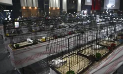 24. Uluslararası Şebap Güvercin Festivali Düzenlendi