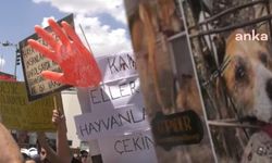 Ankara'da Köpeklere Cinsel Saldırı Davasında Doktorun Cezasında İndirim