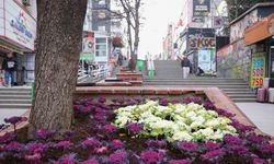 Çansera'dan Kızılay'a Renkli Kış Çiçekleri