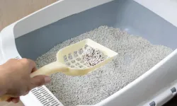 “Kedi Kumunu Başka Yerden Bulalım, Ankara’yı Boğmayalım”