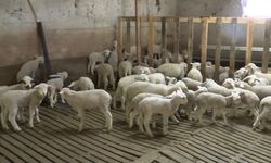 ABB ile Ankara Veteriner Hekimleri Odası'ndan "Veteriner Hekimliği Hizmet Projesi"