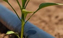 Mansur Yavaş'tan Yüzde 50 Hibeli Damla Sulama Borusu Desteği