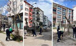 Kahramankazan'da Ağaç Budama Çalışmaları Sürüyor