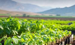 Mansur Yavaş'tan Üreticilere “Erkenci Sebze Fidesi Desteği”